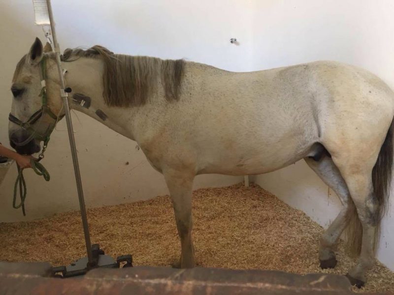 Lidando com cólica equina: Aqui estão 33 a Fazer e Não Fazer