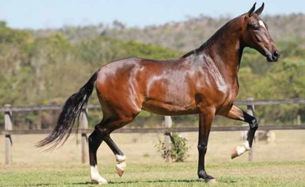 Cavalo Mangalarga Marchador Origem e História