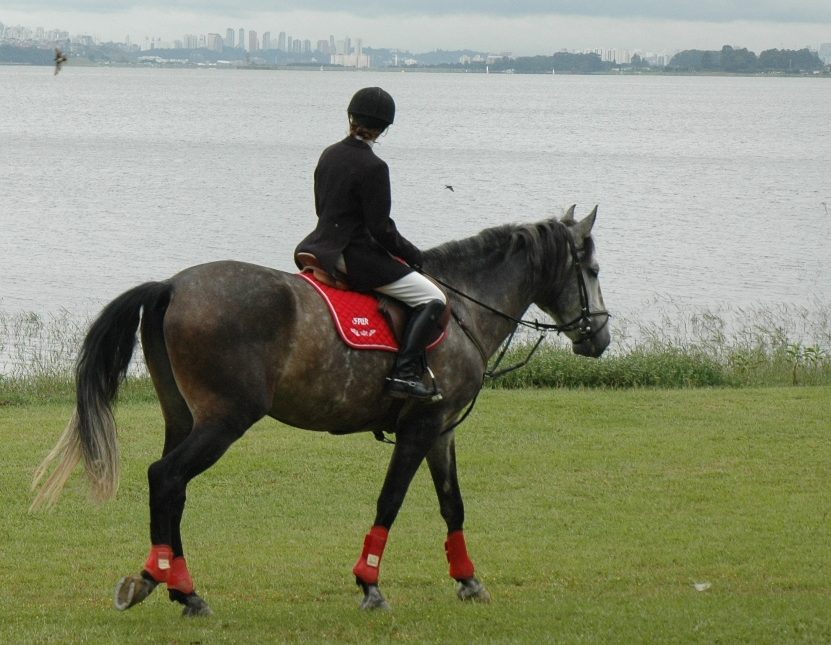Cavalo Puro Sangue Lusitano – PSL