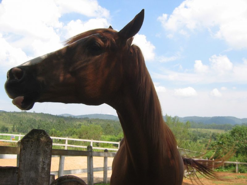 Curiosidades! Saiba como interpretar os sons que os cavalos emitem