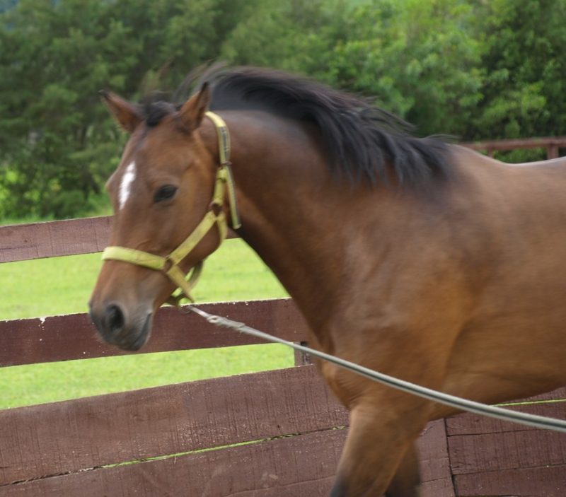 Distúrbios Musculares em Cavalos Atléticos