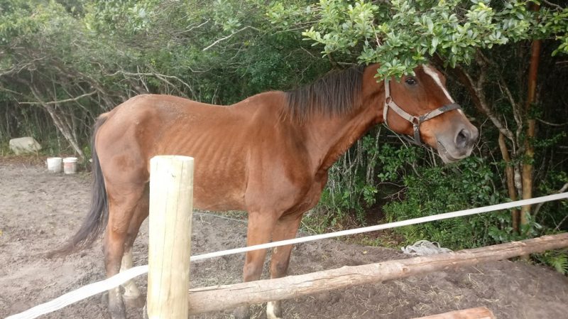 É hora de seu cavalo se aposentar?