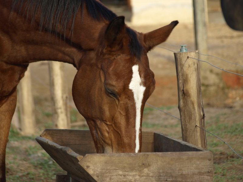 Os antioxidantes têm um papel fundamental na saúde intestinal dos animais