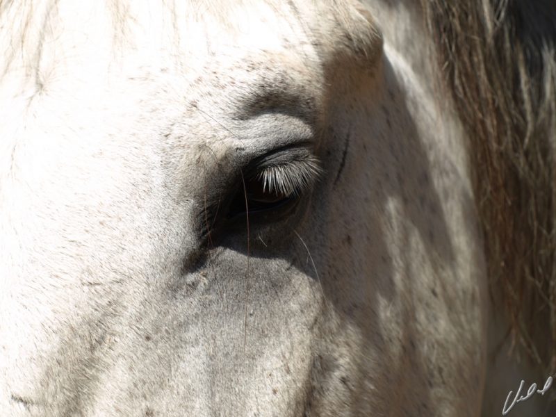 Resenha Equina: entenda o que é e sua importância