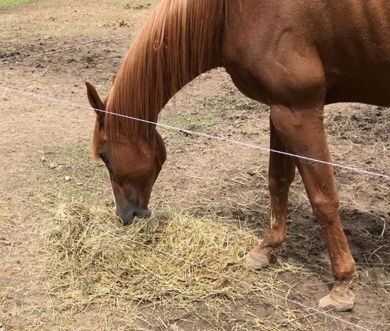 Cavalos podem obter bastante proteína só do feno?