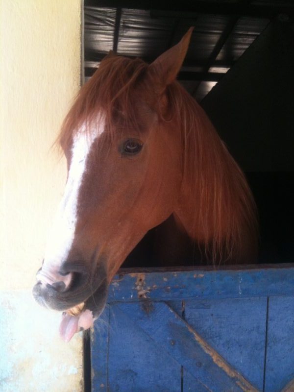 Careta de cavalo, Biscoito