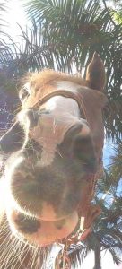 Careta de cavalo, Biscoito