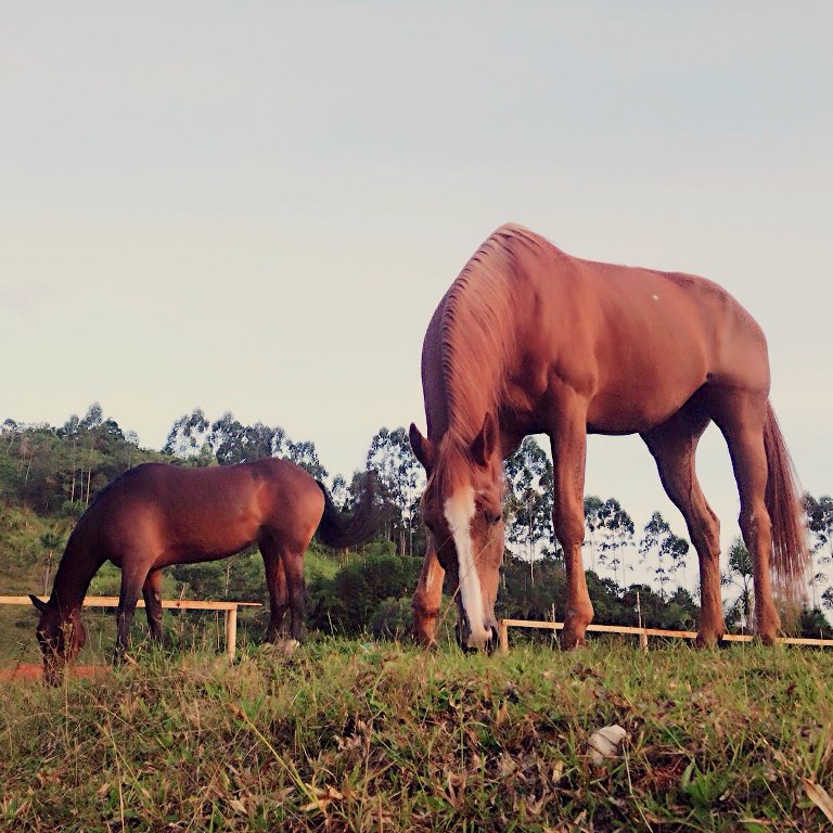 Alimentando Cavalos para Performance