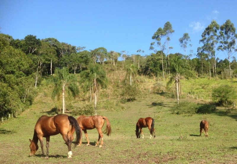 Dieta do seu cavalo