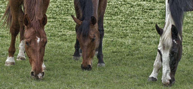 Adicionando combustível ao fogo: como a dieta afeta o comportamento do cavalo