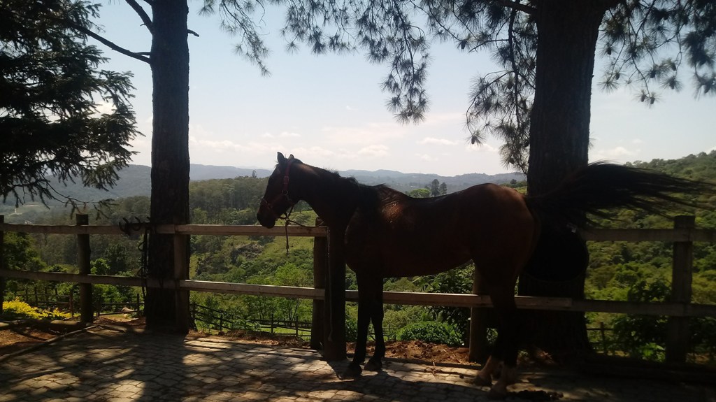Meditação, foto by MAV Haras Funchal