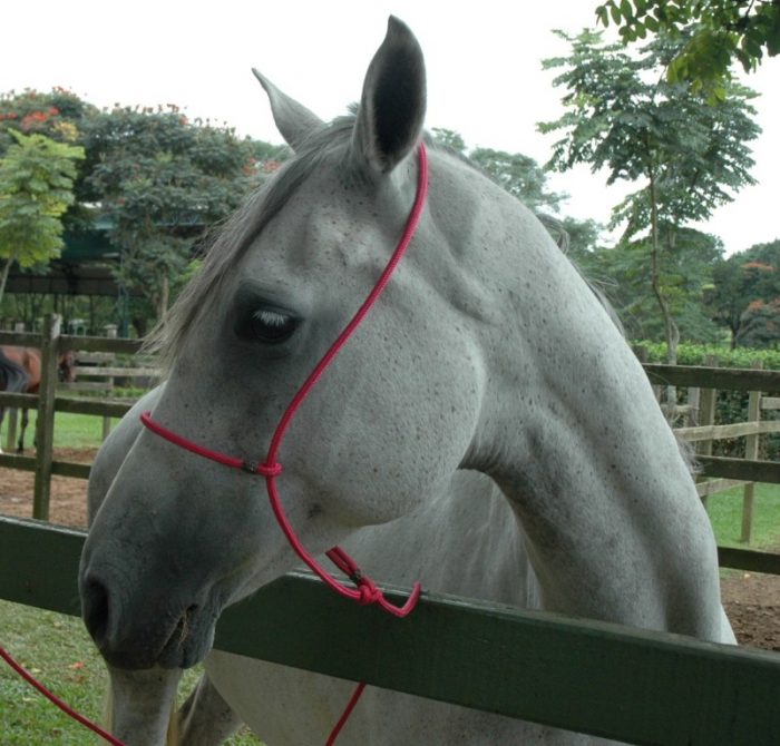 3 coisas a não dizer quando se vende um cavalo