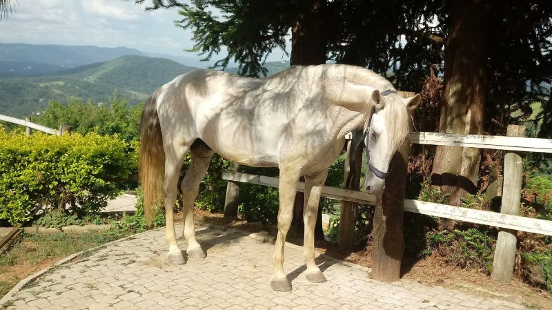 Meu cavalo morreu