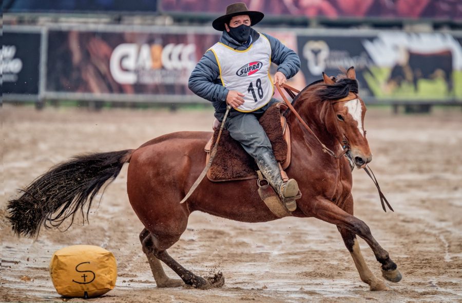 Classificatória ao Freio de Ouro seleciona novos exemplares para a grande final