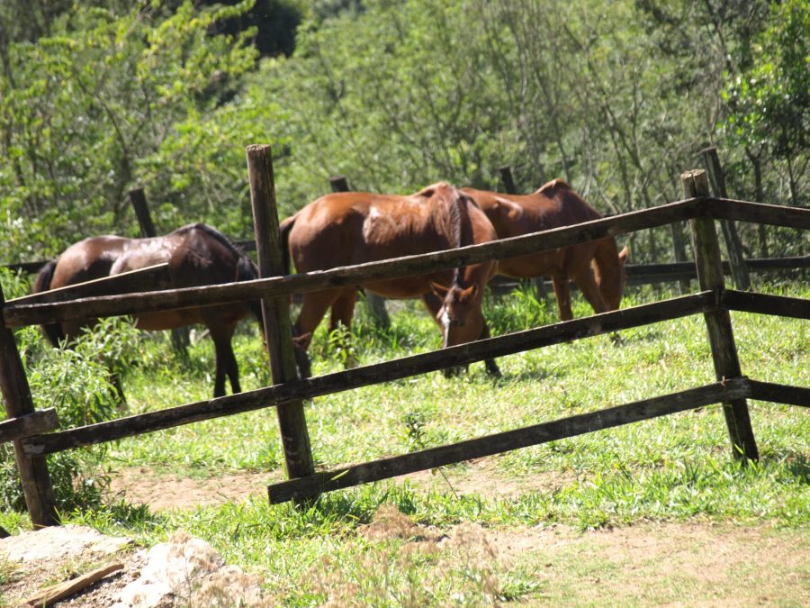 Seu cavalo está “estressado”?