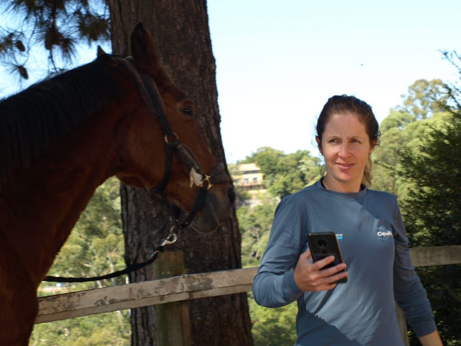 Cavalo reconhecem pela foto