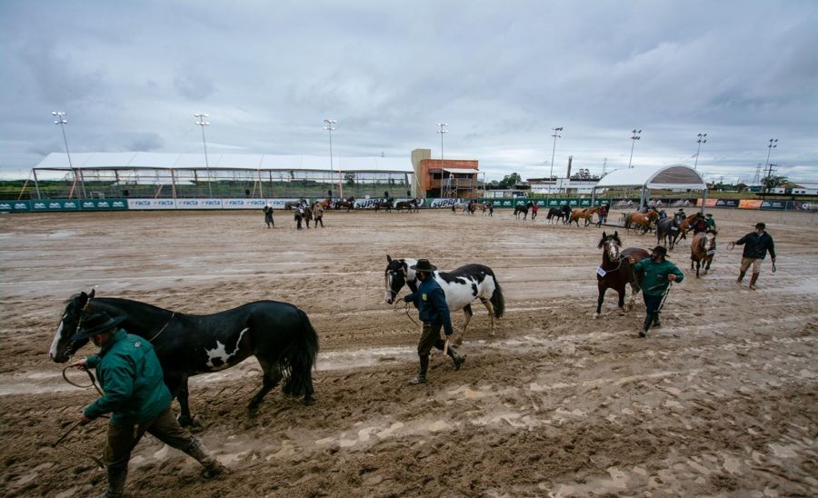 Primeira Prévia Morfológica pré-seleciona 103 animais em Esteio