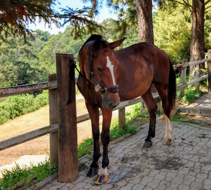 Seu cavalo está com dor? Existe um aplicativo para isso