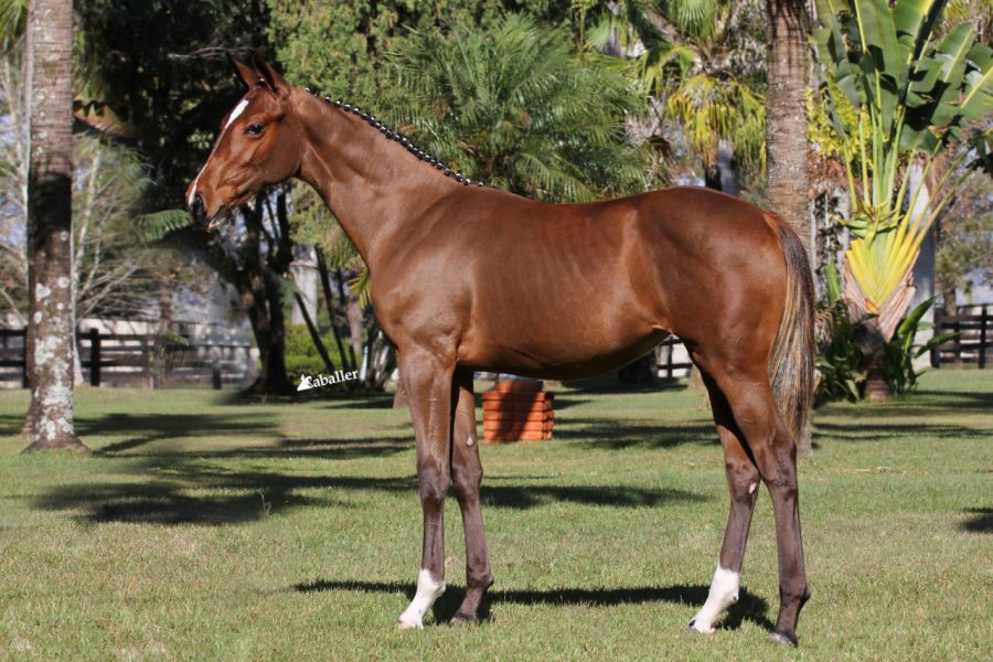 Dallas Mystic Rose, linhagem top mundial, no Opportunity Leilões em 8/9
