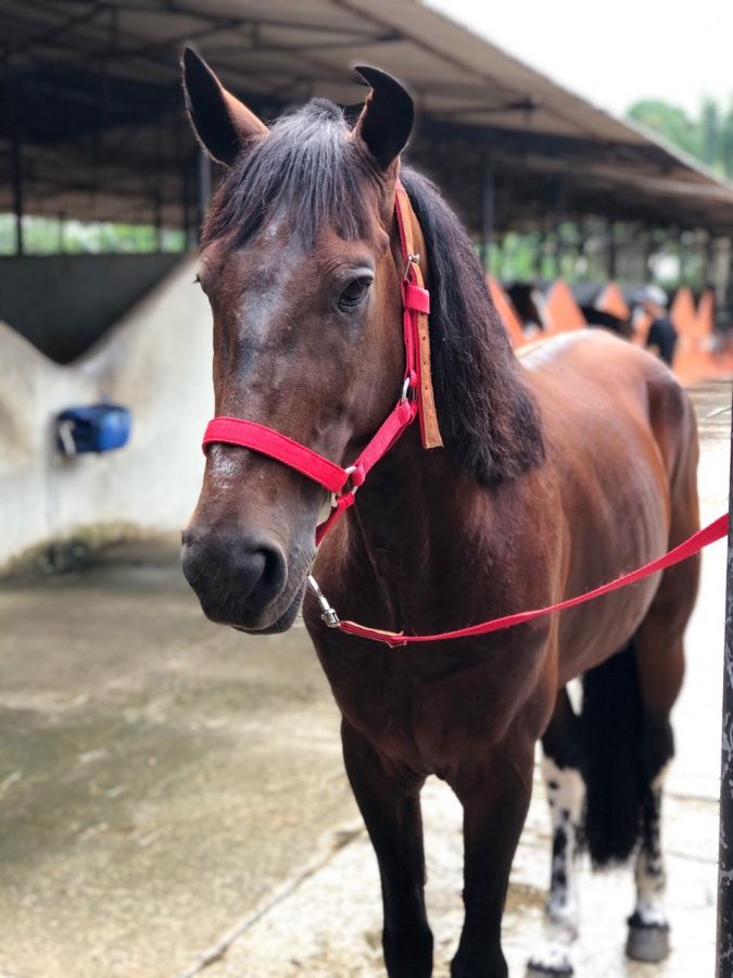 Cavalos professores, veja o OREO, heróicos cavalos de escolinha