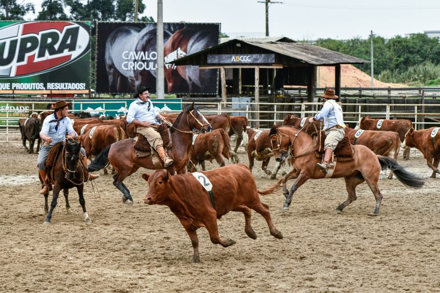 Campereada Team Penning da raça Crioula tem decisão no próximo final de semana