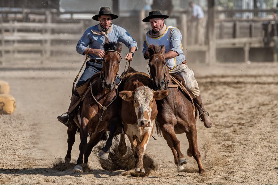 Final da Paleteada do Cavalo Crioulo contará com 150 duplas em Esteio