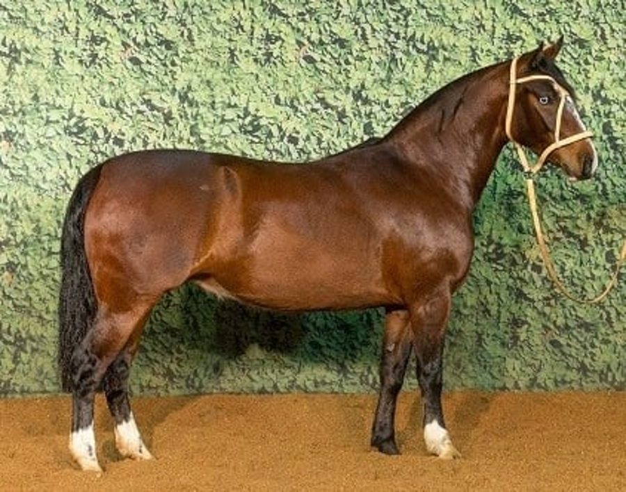 Leilões de Cavalos Crioulos fecham com total liquidez e médias altas