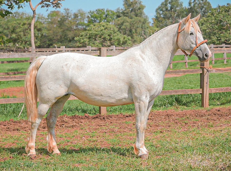 Cavalo Crioulo vem ampliando mercado no Centro do Brasil