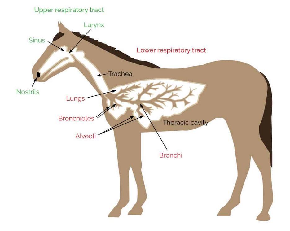 Asma equina