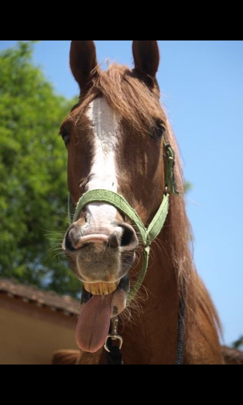 Bigode dos cavalos