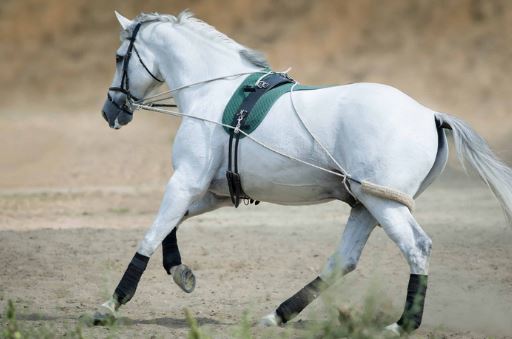 Treinamento de cavalo
