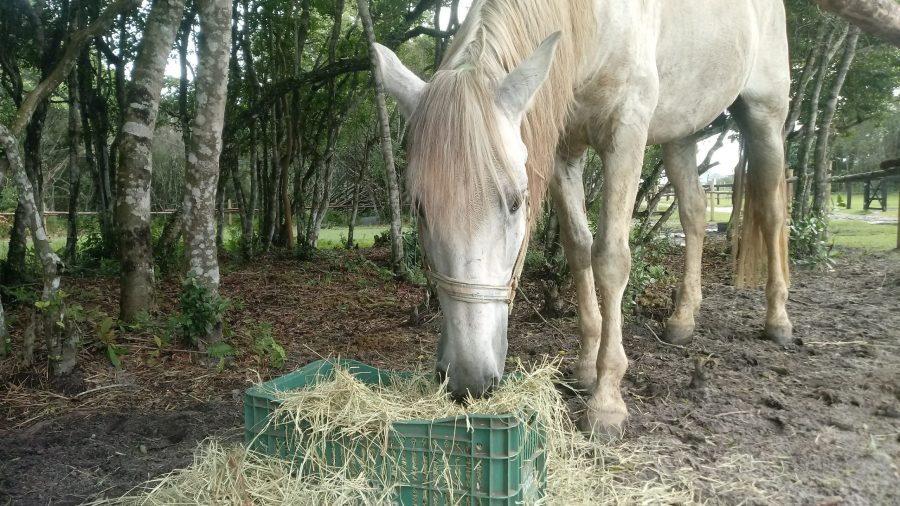 Alimentando o Cavalo que Não Come