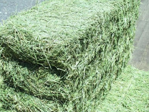 Alfafa