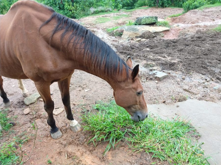 O preço da longevidade: necessidades de saúde de cavalos idosos
