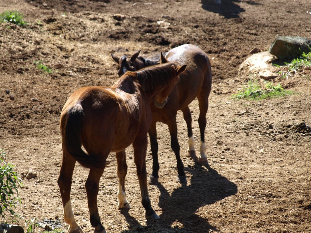 Cavalos empatia