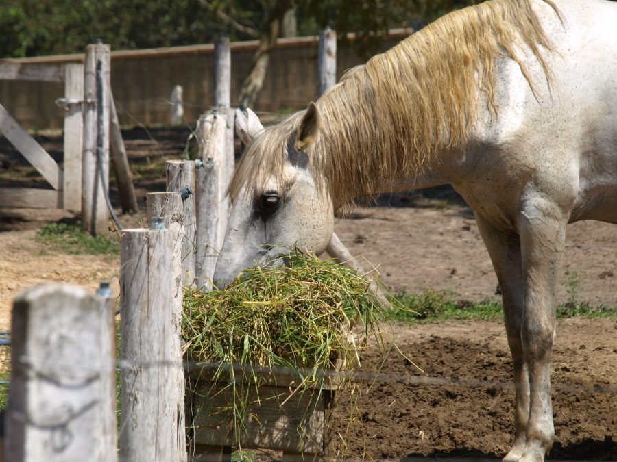 Sal para os cavalos