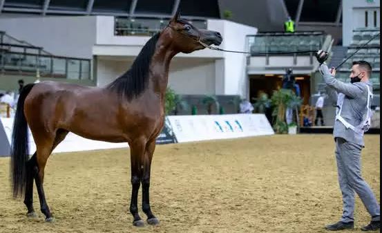 cavalo Árabe