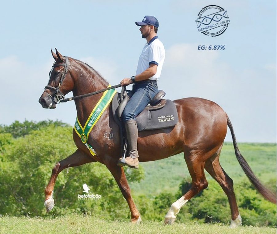 Haras Tarlim investe em análise genômica para aprimorar o plantel