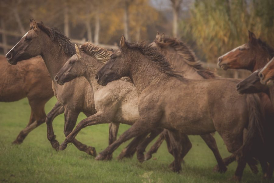 Cavalo Crioulo brasileiro se destaca no mercado externo e realiza negócios