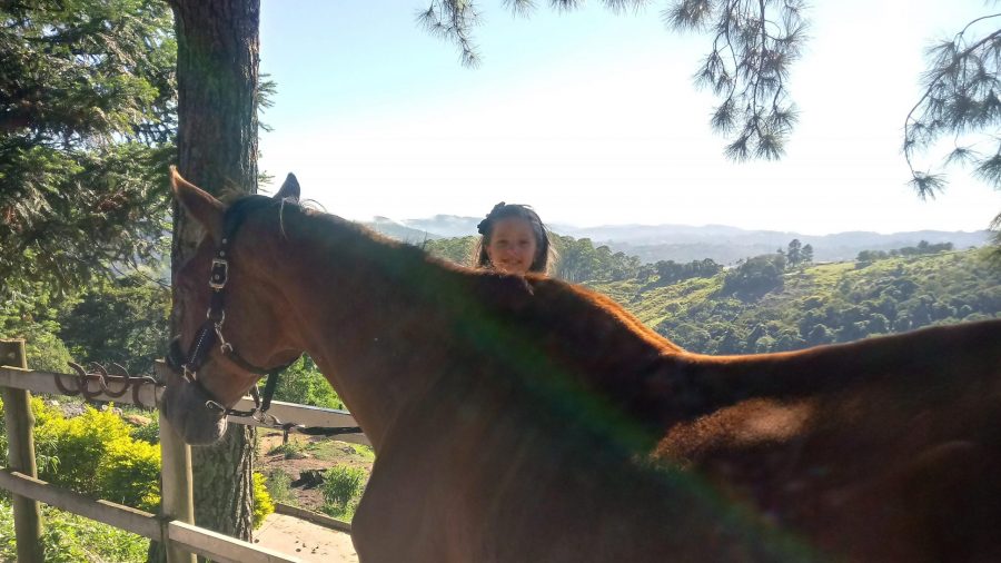 Estudo: Cavalos ficam mais relaxados perto de humanos familiares