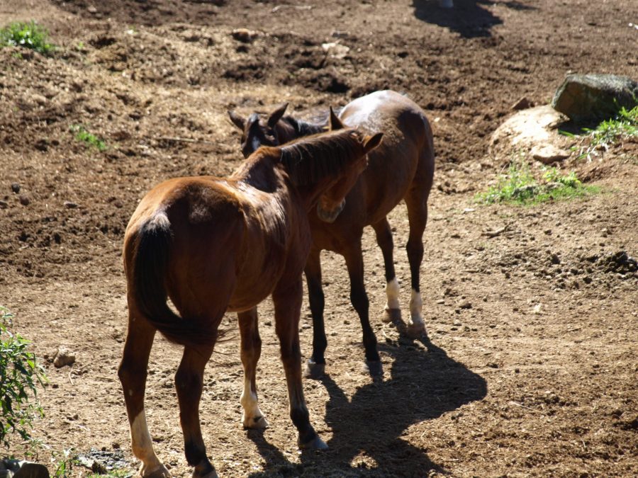 Seu cavalo está sozinho? Os efeitos negativos do isolamento social