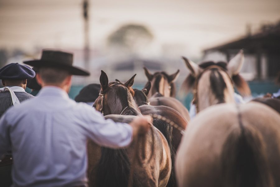 Ourinhos sedia nova etapa Passaporte para a Morfologia do Cavalo Crioulo