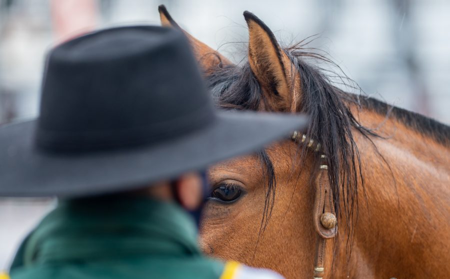 Calendário de provas do Cavalo Crioulo é adaptado para integrar a Expointer
