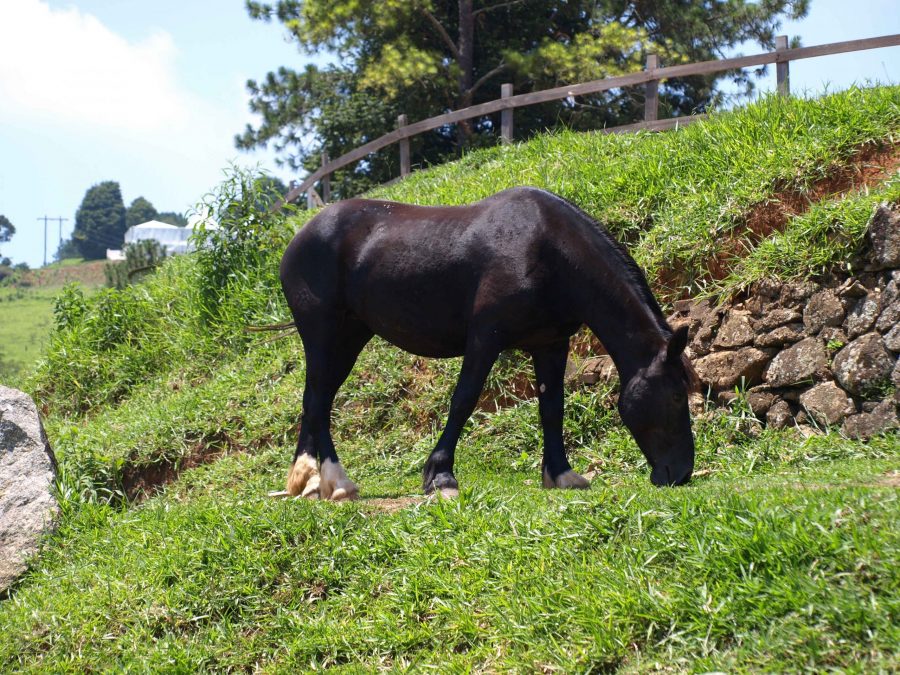 Nutrientes para cavalos: quais são as tendências?
