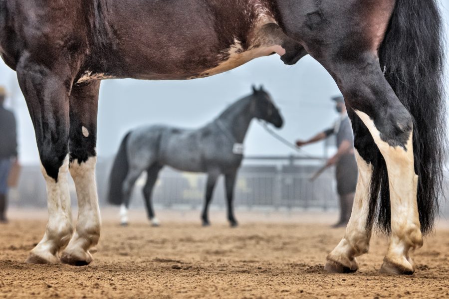 Prévia Morfológica 1 termina com 103 animais pré-aprovados em Esteio