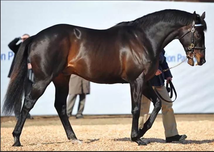Os 10 cavalos mais caros do mundo