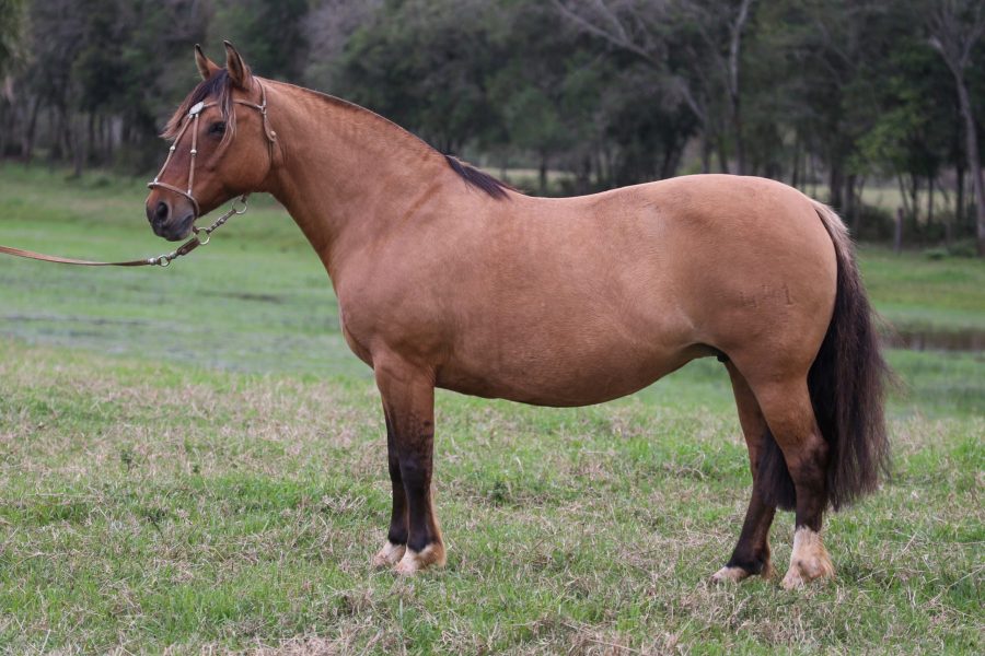Campeã do Freio de Ouro estará à venda no sábado da grande final