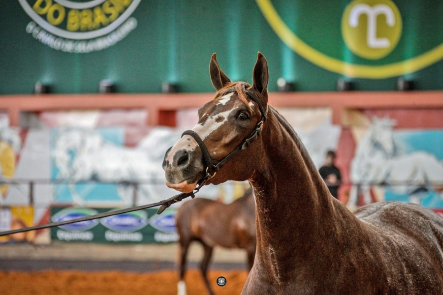 43ª Nacional Mangalarga prossegue até domingo