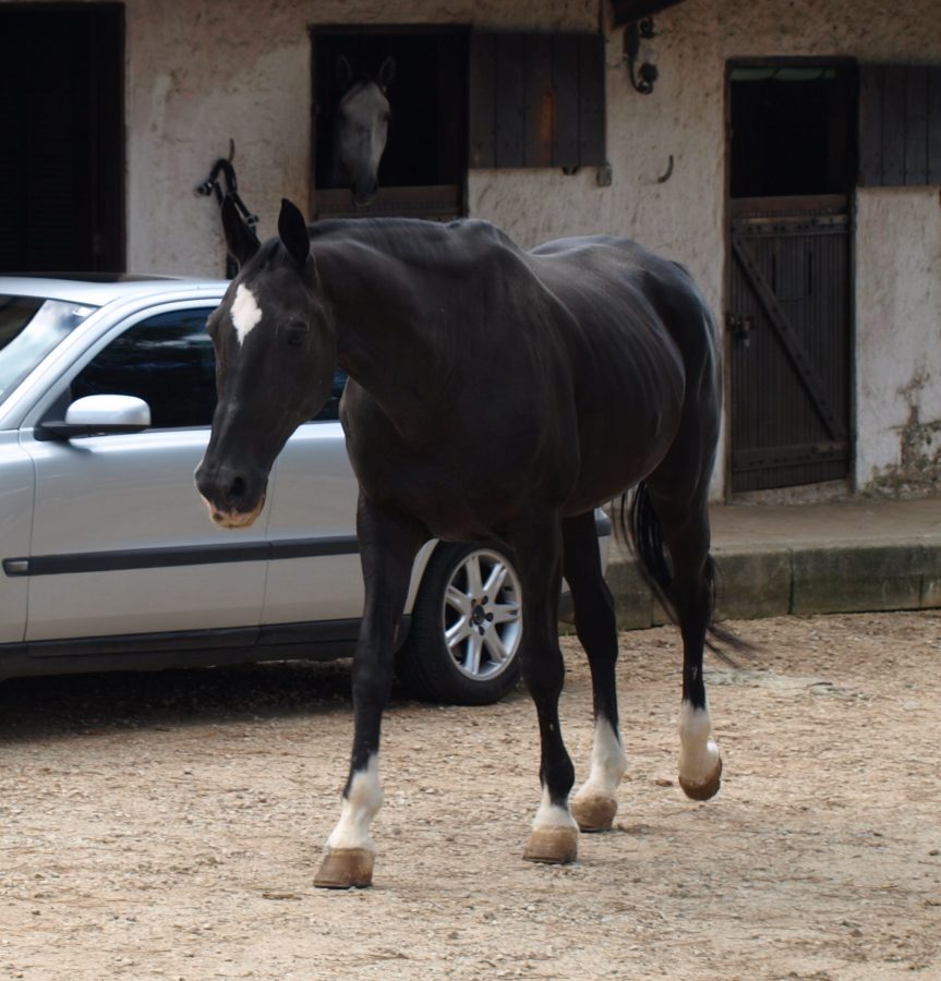 Cavalos Seniores: Vivendo uma Vida Boa