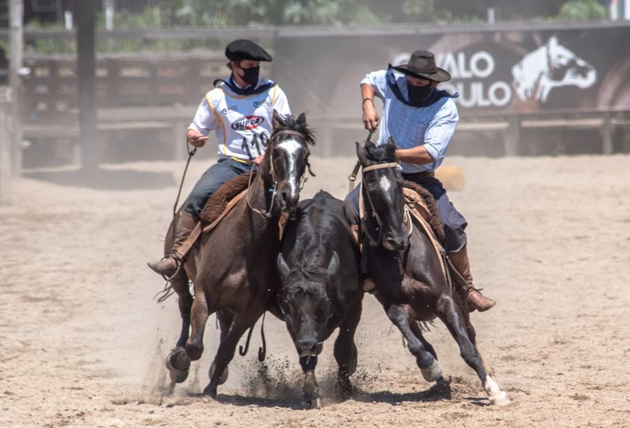 Cavalo Crioulo dá continuidade ao ciclo com final da Paleteada
